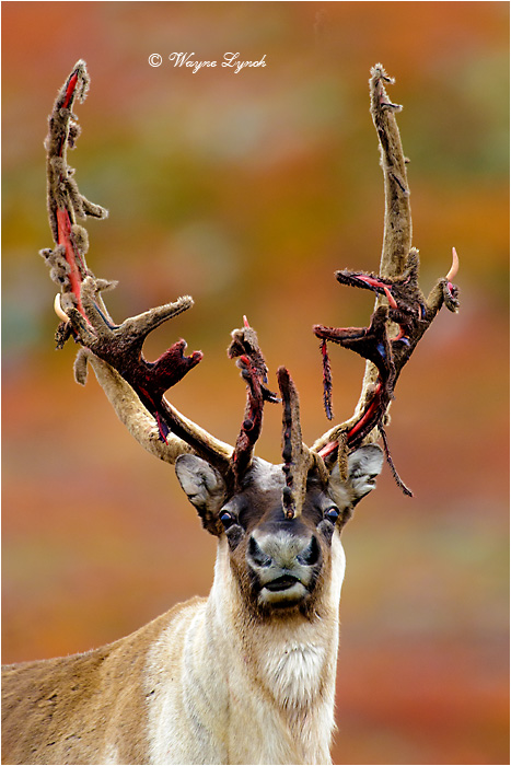 Caribou Bull Shedding Antler Velvet 120 by Dr. Wayne Lynch ©